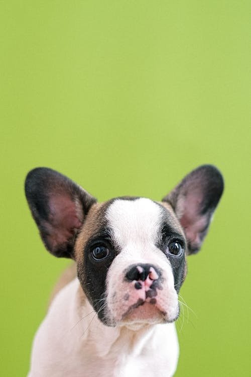 French
			Bulldog